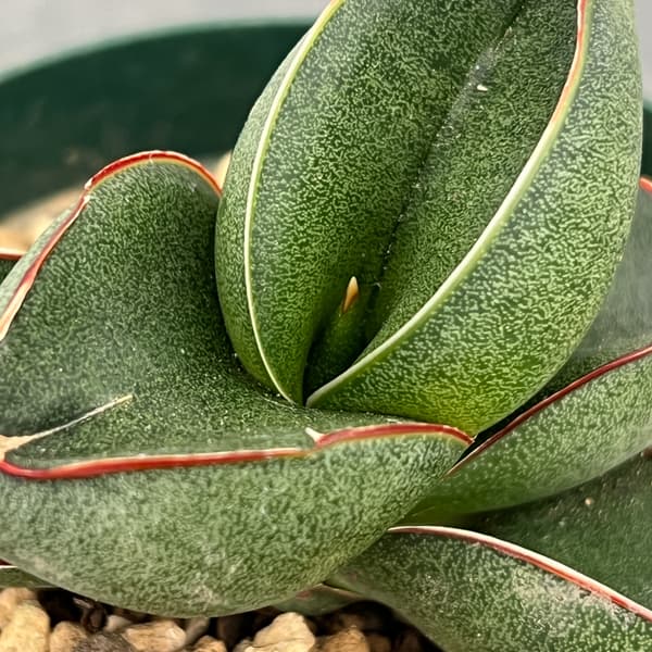 サンスベリア：オペラハウス　3号鉢植え