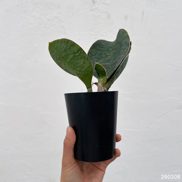 サンセベリア：マッソニアーナ  3号ポット26-01