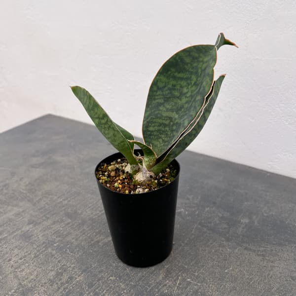 サンセベリア：マッソニアーナ  3号ポット26-01