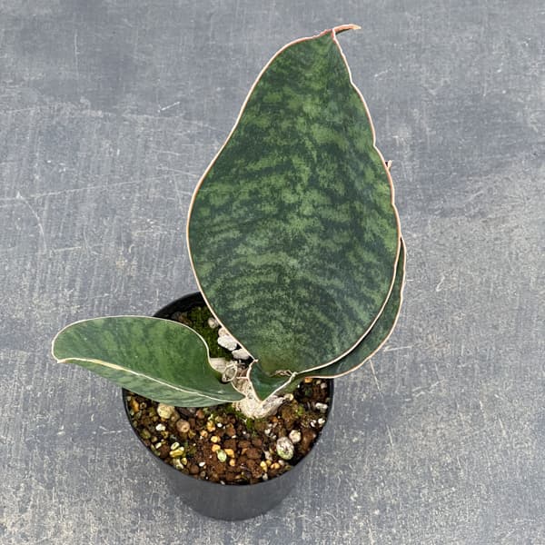 サンセベリア：マッソニアーナ  3号ポット26-01