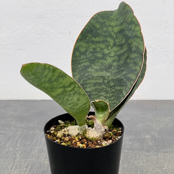 サンセベリア：マッソニアーナ  3号ポット26-01