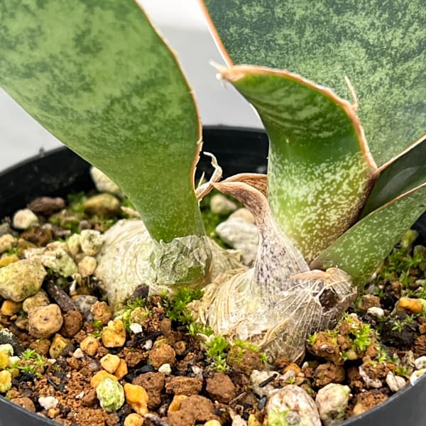 サンセベリア：マッソニアーナ  3号ポット26-01