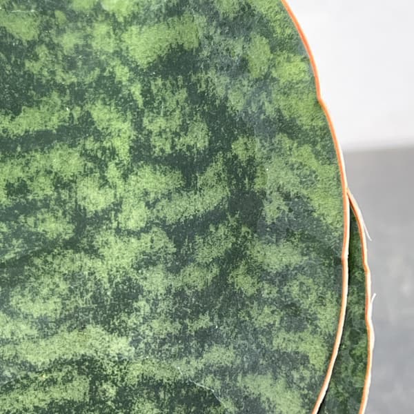 サンセベリア：マッソニアーナ  3号ポット26-01