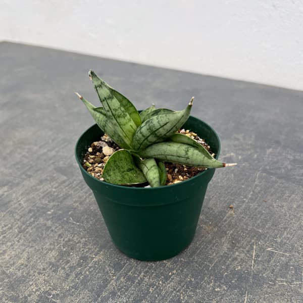 サンセベリア：ルーキー　3号ポット