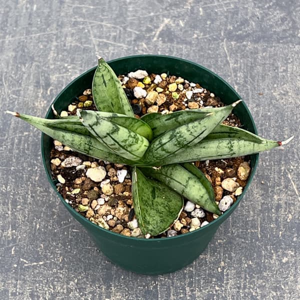 サンセベリア：ルーキー　3号ポット