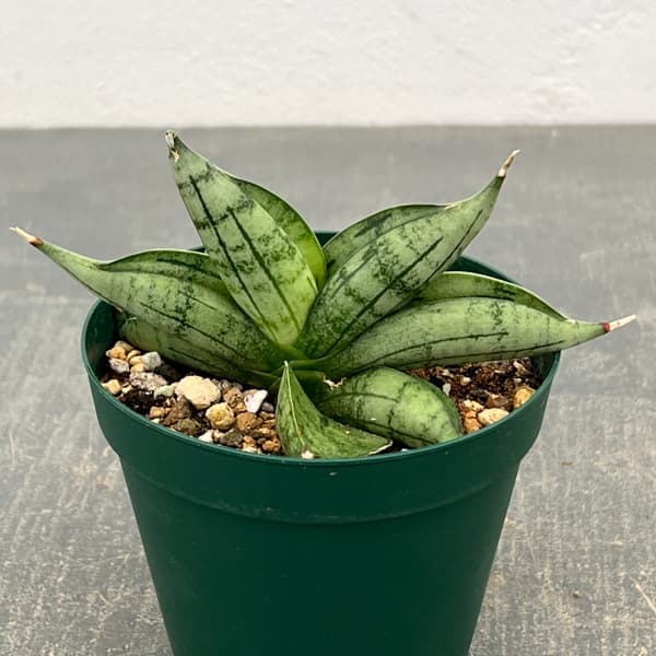 サンセベリア：ルーキー　3号ポット