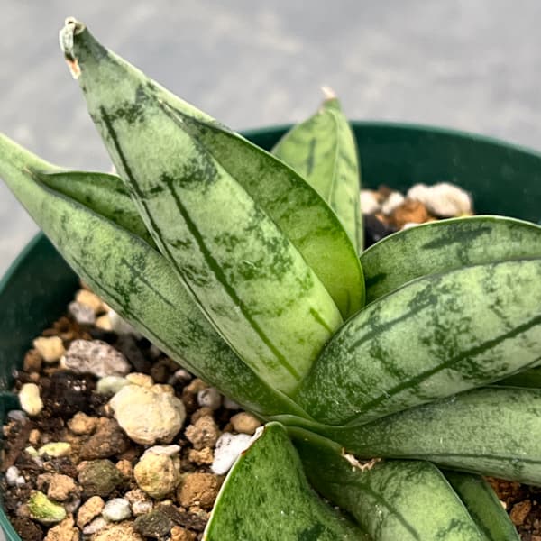 サンセベリア：ルーキー　3号ポット
