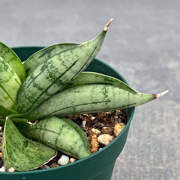サンセベリア：ルーキー　3号ポット