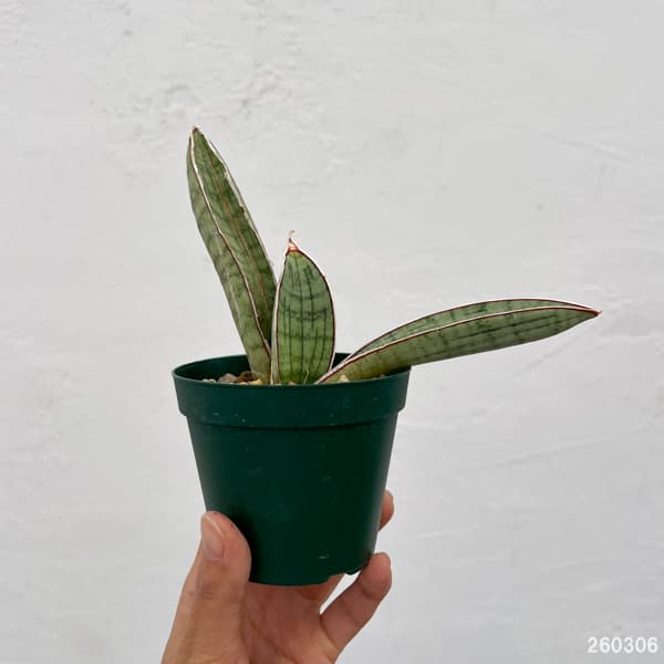 サンセベリア：ハリーシルバーバット　3号