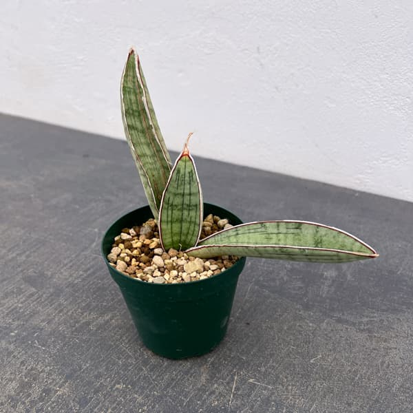サンセベリア：ハリーシルバーバット　3号