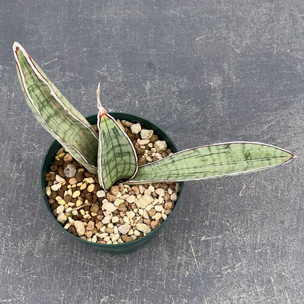 サンセベリア：ハリーシルバーバット　3号