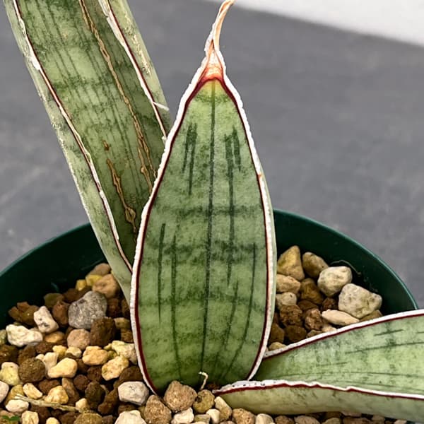 サンセベリア：ハリーシルバーバット　3号