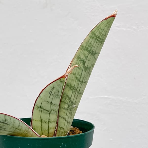 サンセベリア：ハリーシルバーバット　3号