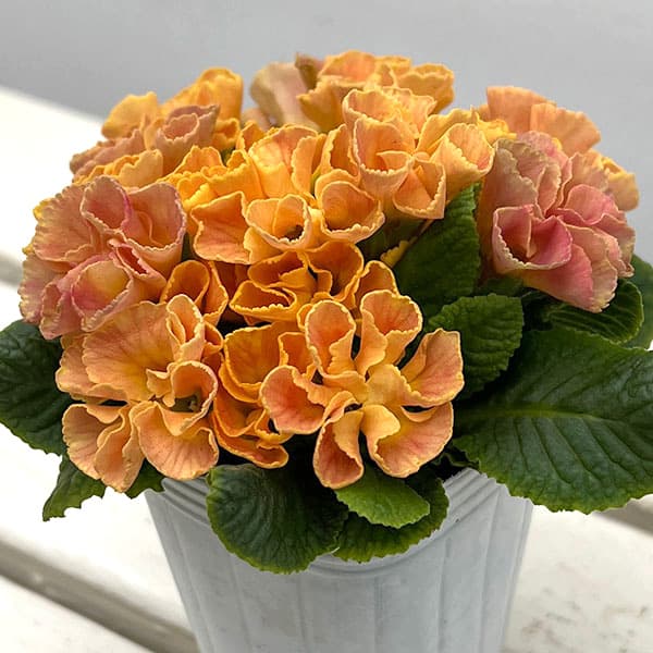 プリムラ :ハートカクテル オレンジ系 2.5号ポット