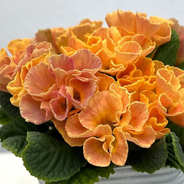 プリムラ :ハートカクテル オレンジ系 2.5号ポット