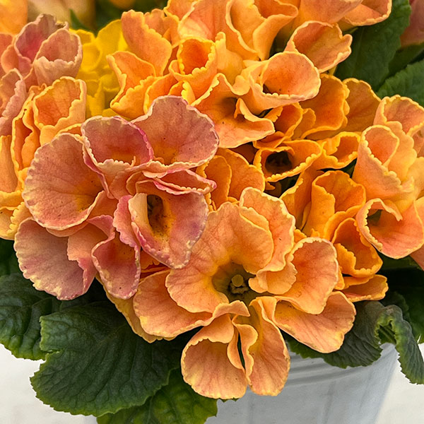 プリムラ :ハートカクテル オレンジ系 2.5号ポット