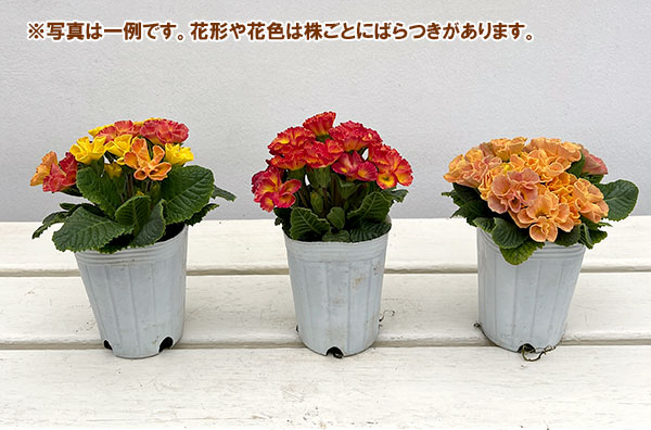 プリムラ :ハートカクテル オレンジ系 2.5号ポット