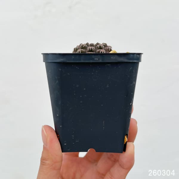 サボテン：ギムノカリキウム・瑞昌玉　3号鉢植え