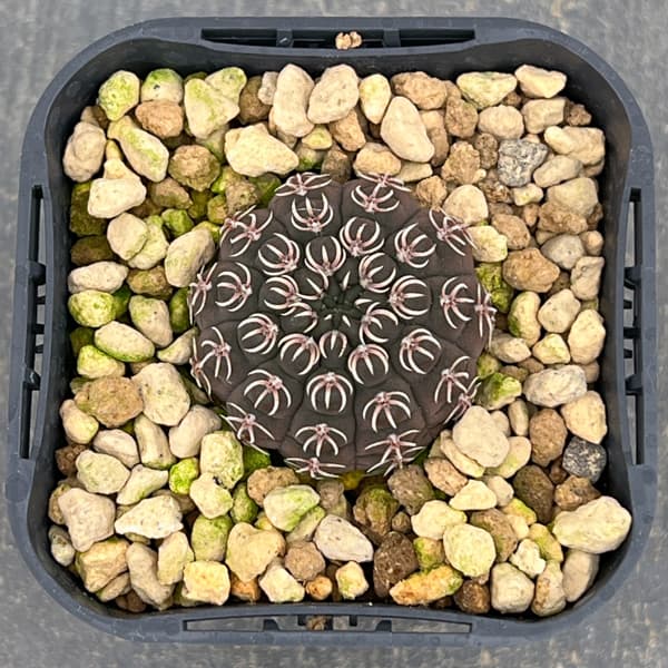 サボテン：ギムノカリキウム・瑞昌玉　3号鉢植え