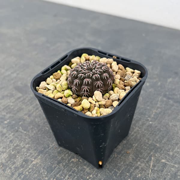 サボテン：ギムノカリキウム・瑞昌玉　3号鉢植え