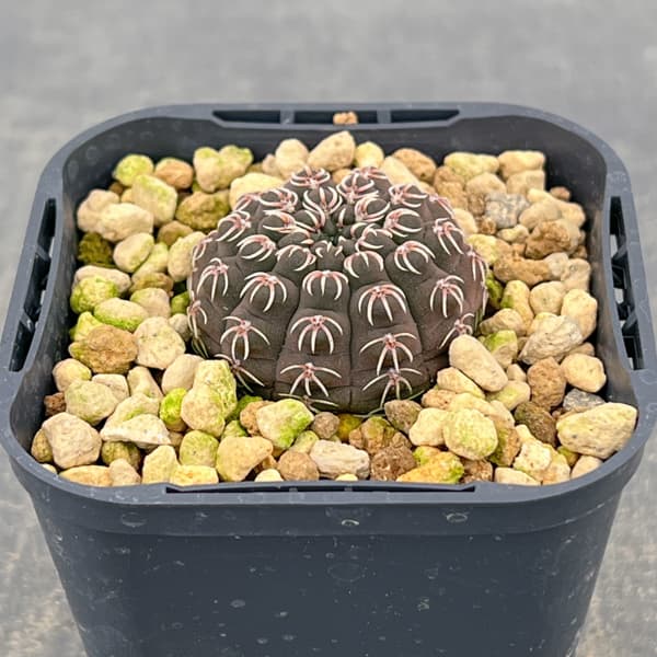 サボテン：ギムノカリキウム・瑞昌玉　3号鉢植え