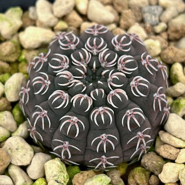 サボテン：ギムノカリキウム・瑞昌玉　3号鉢植え