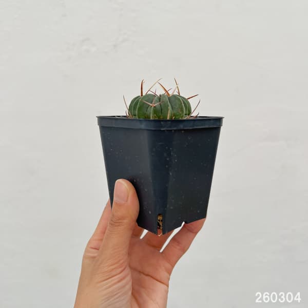 サボテン:ステノカクタス 竜剣丸(りゅうけんまる)3号鉢植え