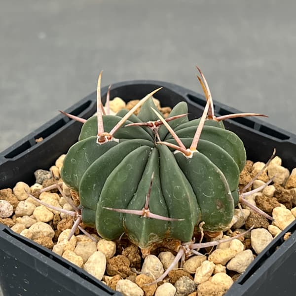 サボテン:ステノカクタス 竜剣丸(りゅうけんまる)3号鉢植え