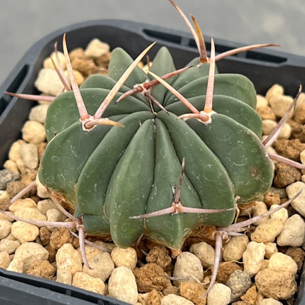 サボテン:ステノカクタス 竜剣丸(りゅうけんまる)3号鉢植え