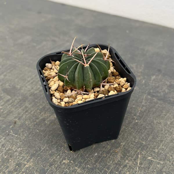 サボテン:ステノカクタス 竜剣丸(りゅうけんまる)3号鉢植え