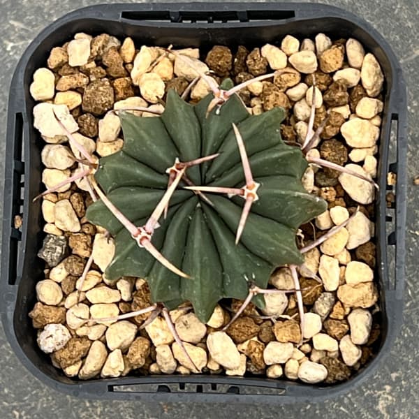 サボテン:ステノカクタス 竜剣丸(りゅうけんまる)3号鉢植え