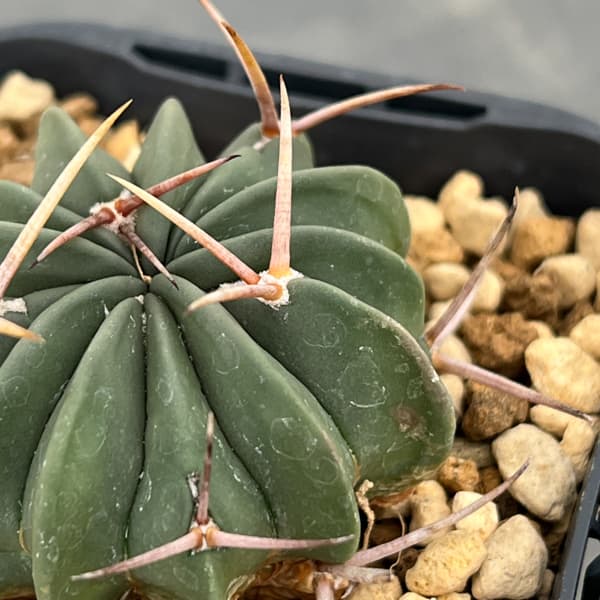 サボテン:ステノカクタス 竜剣丸(りゅうけんまる)3号鉢植え