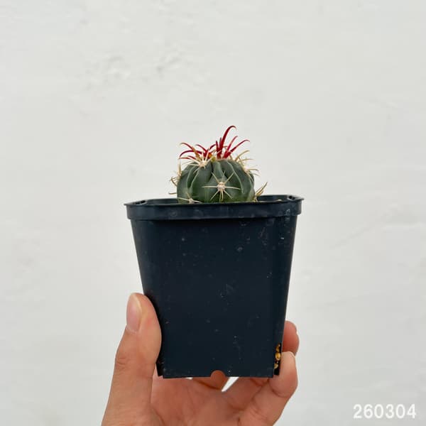 サボテン:日の出丸 3号鉢植え*