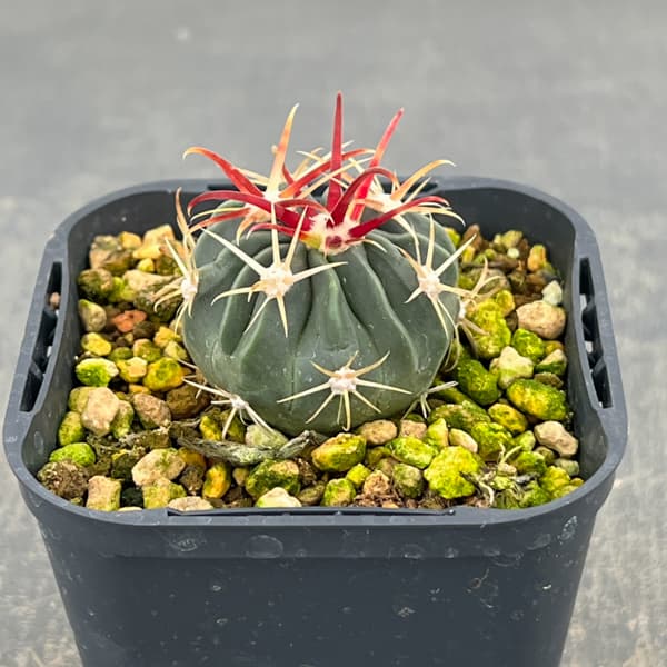 サボテン:日の出丸 3号鉢植え*