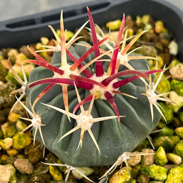 サボテン:日の出丸 3号鉢植え*