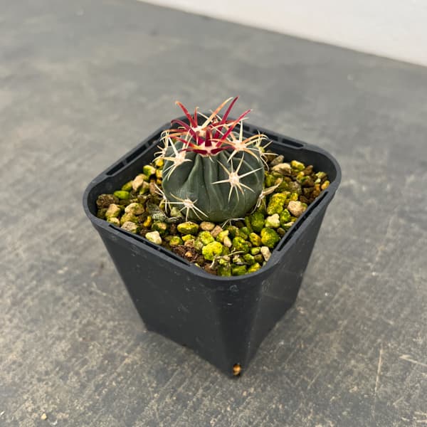 サボテン:日の出丸 3号鉢植え*