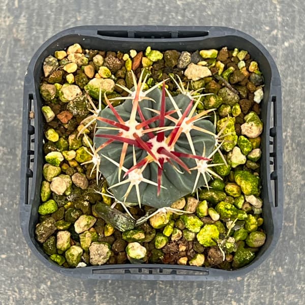 サボテン:日の出丸 3号鉢植え*