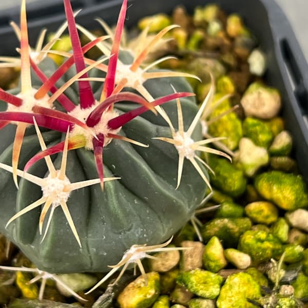 サボテン:日の出丸 3号鉢植え*