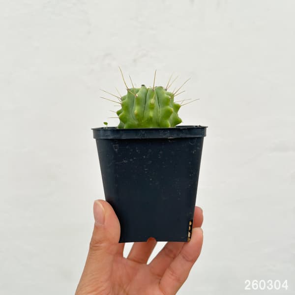 サボテン：フェロカクタス　王冠竜　3号鉢植え