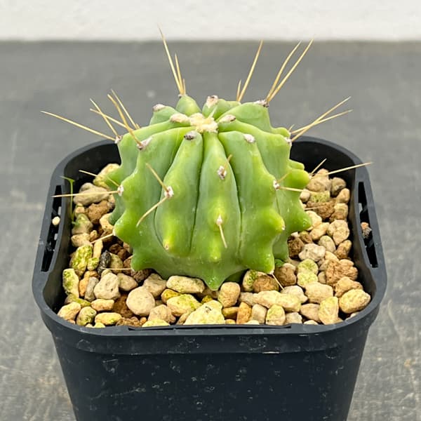 サボテン：フェロカクタス　王冠竜　3号鉢植え