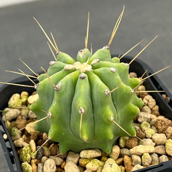 サボテン：フェロカクタス　王冠竜　3号鉢植え