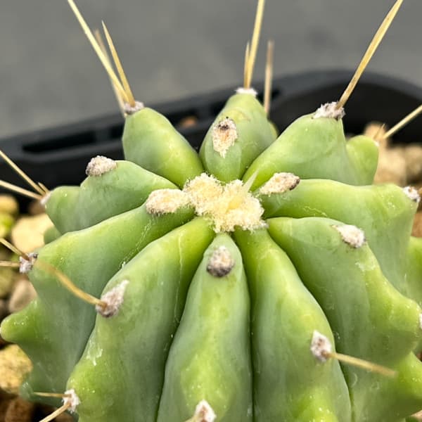 サボテン：フェロカクタス　王冠竜　3号鉢植え