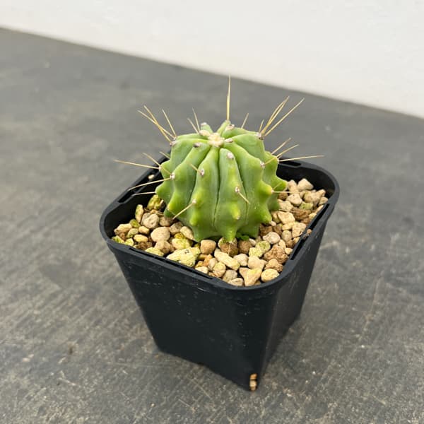 サボテン：フェロカクタス　王冠竜　3号鉢植え