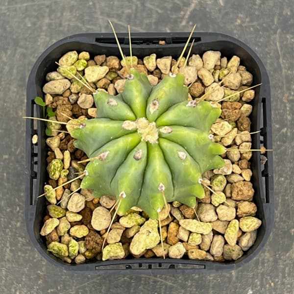 サボテン：フェロカクタス　王冠竜　3号鉢植え