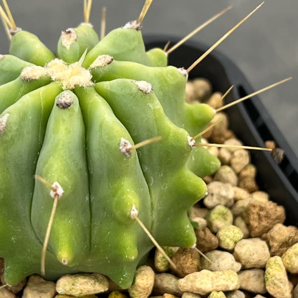 サボテン：フェロカクタス　王冠竜　3号鉢植え