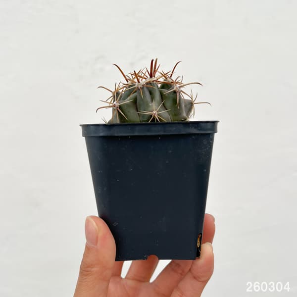 フェロカクタス：神仙玉　3号鉢植え