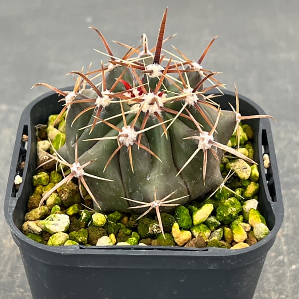 フェロカクタス：神仙玉　3号鉢植え