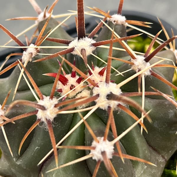 フェロカクタス：神仙玉　3号鉢植え