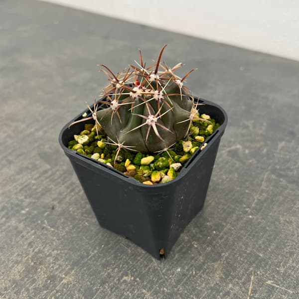 フェロカクタス：神仙玉　3号鉢植え