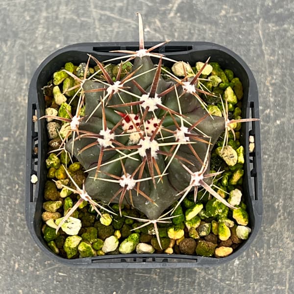 フェロカクタス：神仙玉　3号鉢植え